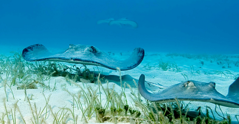 4 reasons to do the stingray shuffle to avoid stingray stings