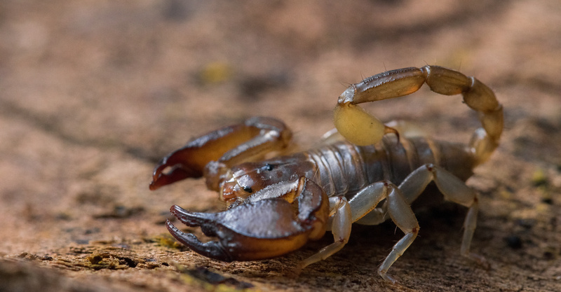 Scorpion sting: Symptoms, treatment, and more