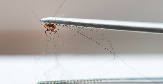 Tick bites: When to visit urgent care for Lyme disease prevention