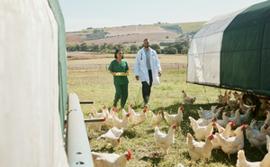 The Bird Flu: Should You Be Worried?