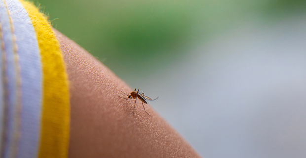 Mosquito bites: When an itch becomes something more