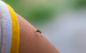 Mosquito bites: When an itch becomes something more