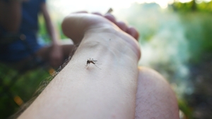Bug bites 101: When to treat at home and when to see a doctor